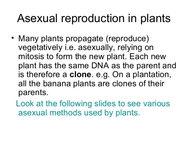 Why is mitosis a form of asexual reproduction images 814